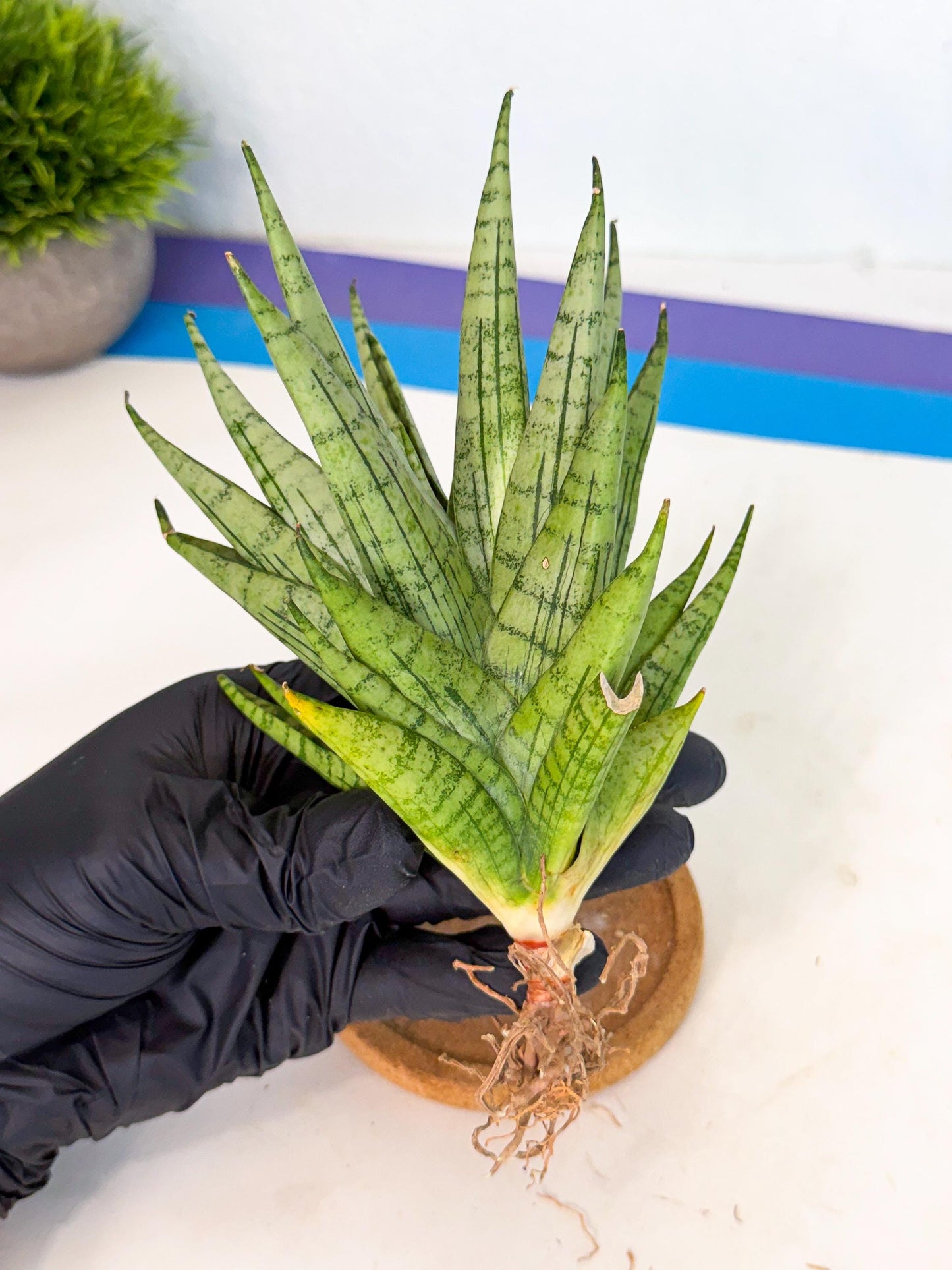 Sansevieria Himalayan (ca1) (13) | Imported Plants