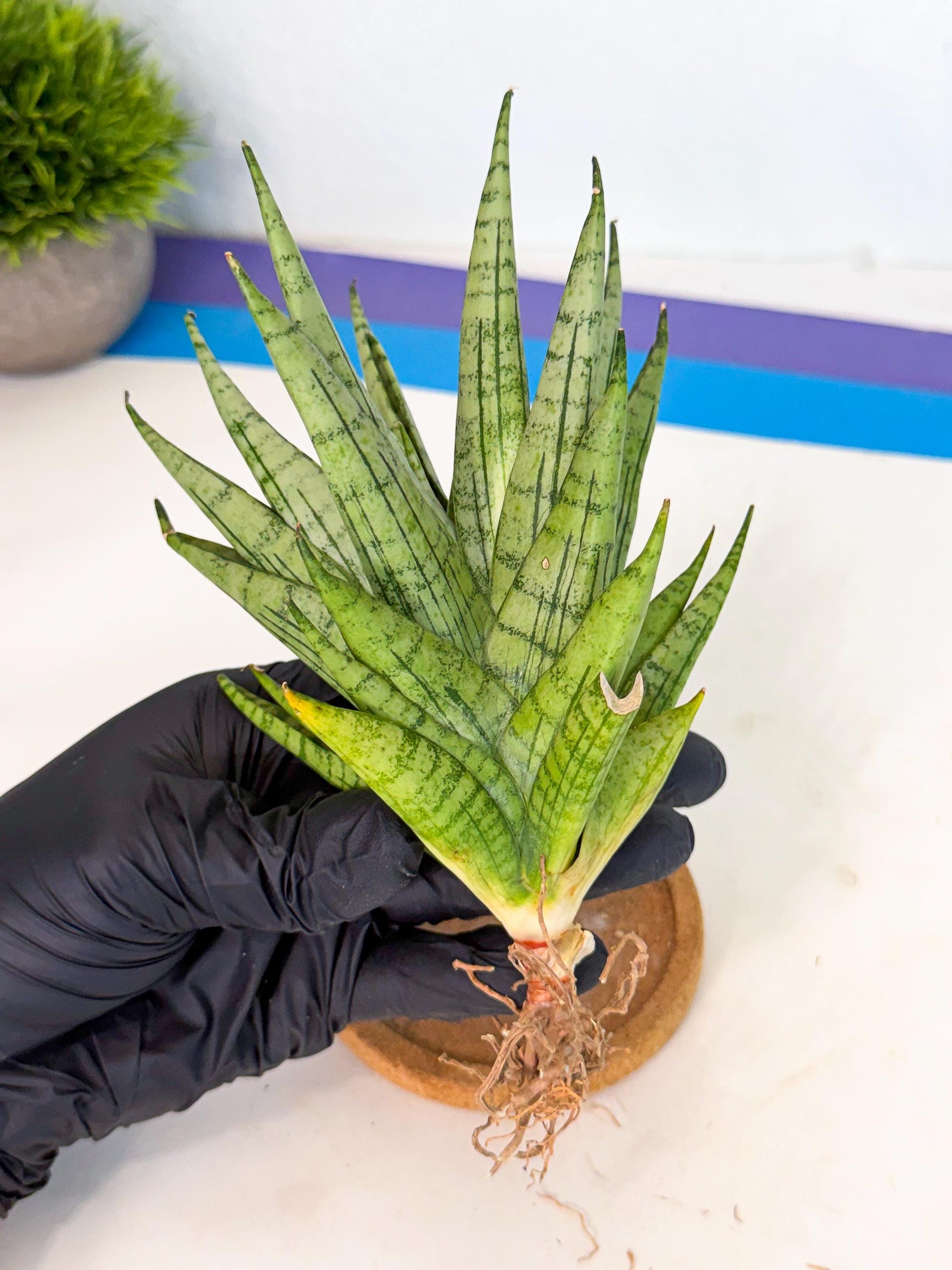Sansevieria Himalayan (ca1) (13) | Imported Plants
