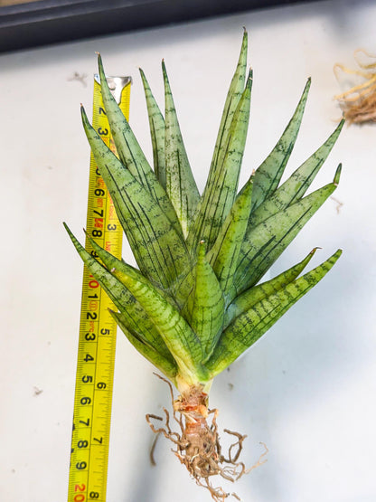 Sansevieria Himalayan (ca1) (13) | Imported Plants