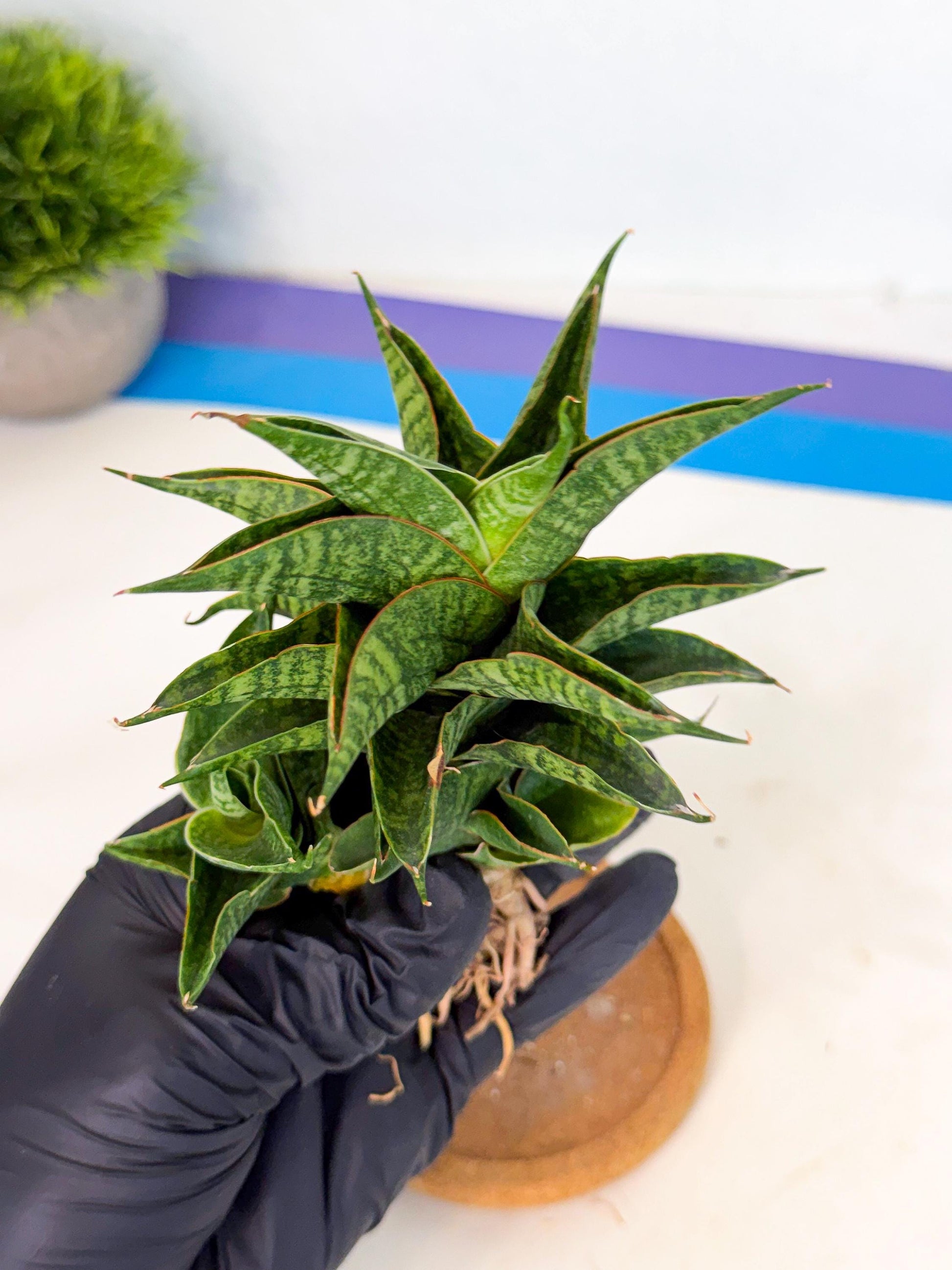 Sansevieria Sindoro (ca1) (14) | Imported House Plants