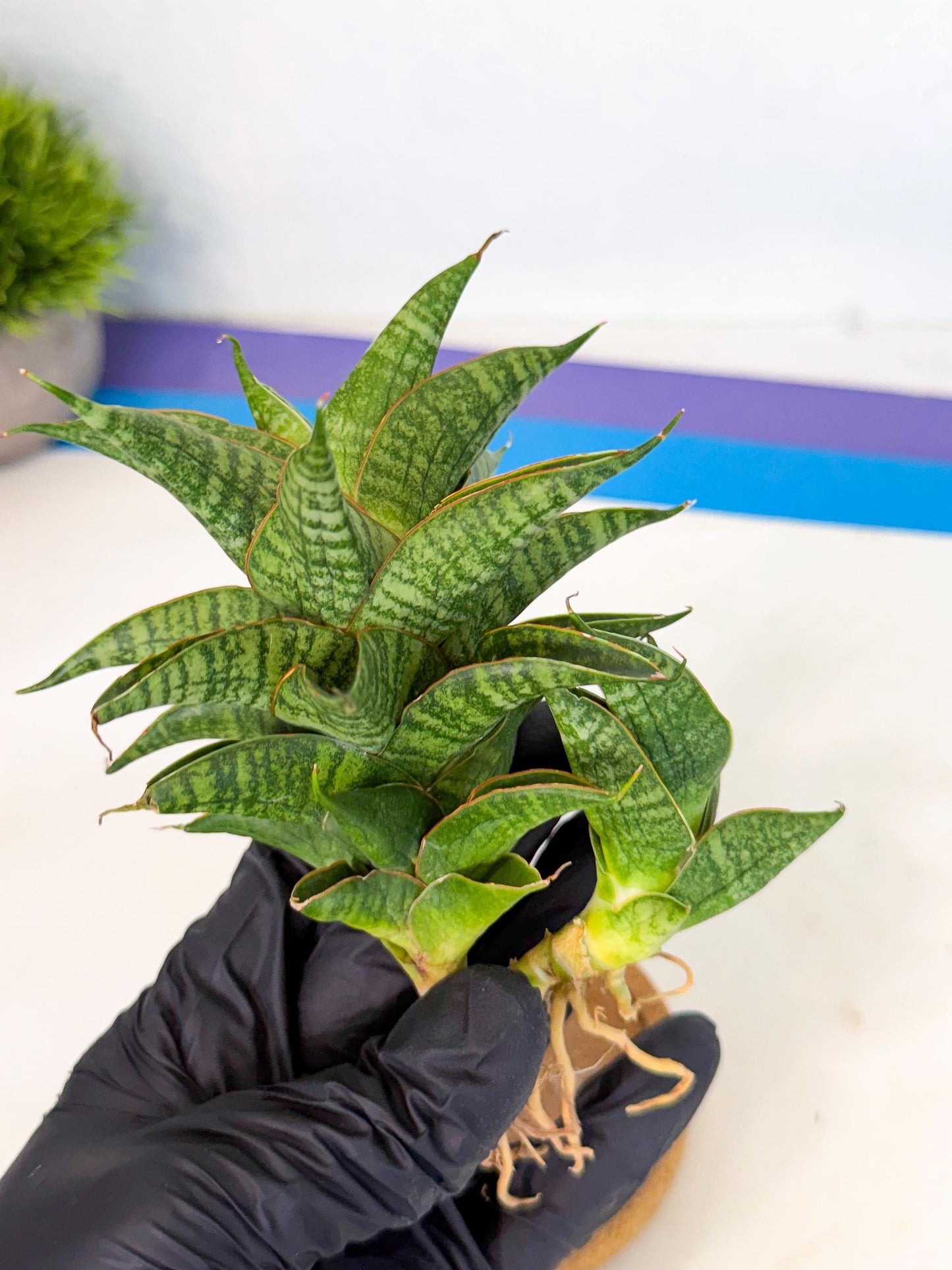 Sansevieria Sindoro (ca1) (14) | Imported House Plants