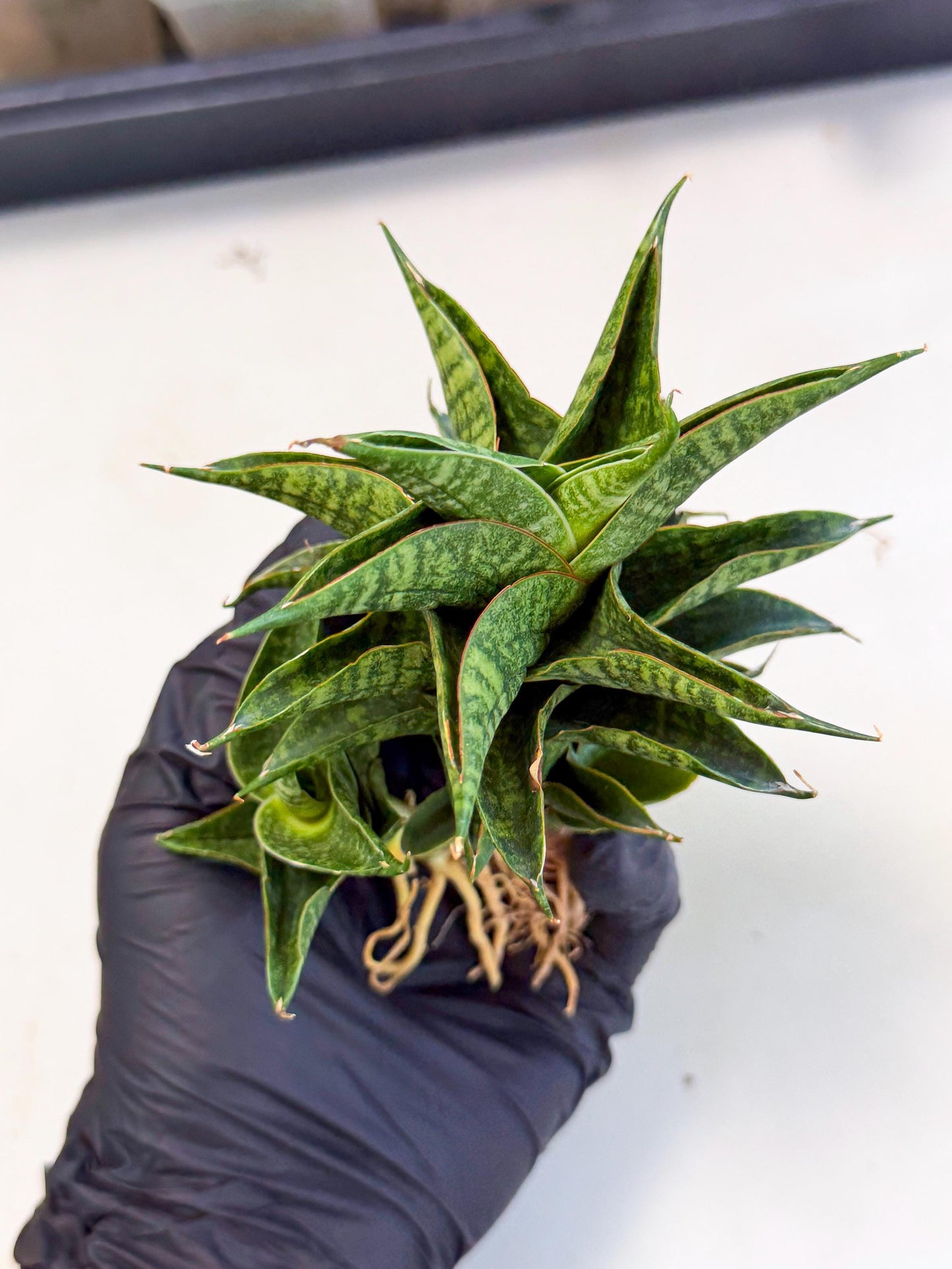 Sansevieria Sindoro (ca1) (14) | Imported House Plants