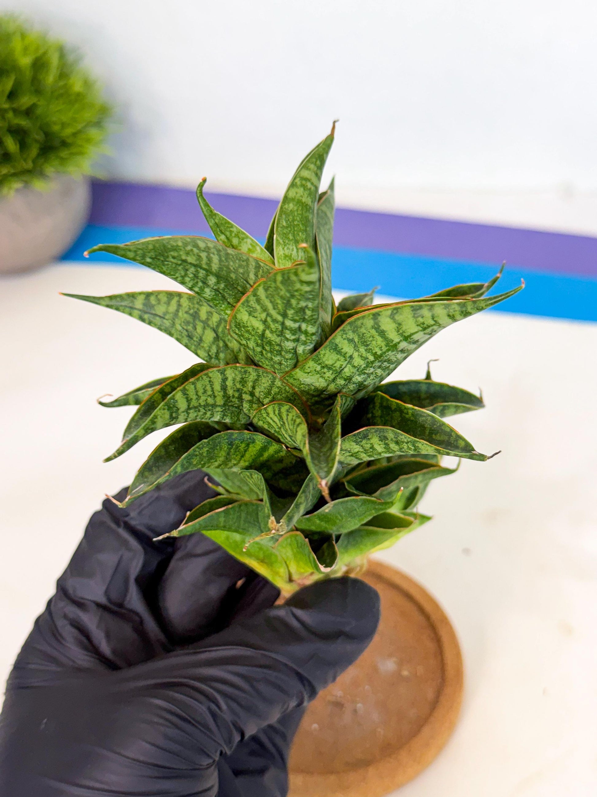 Sansevieria Sindoro (ca1) (14) | Imported House Plants