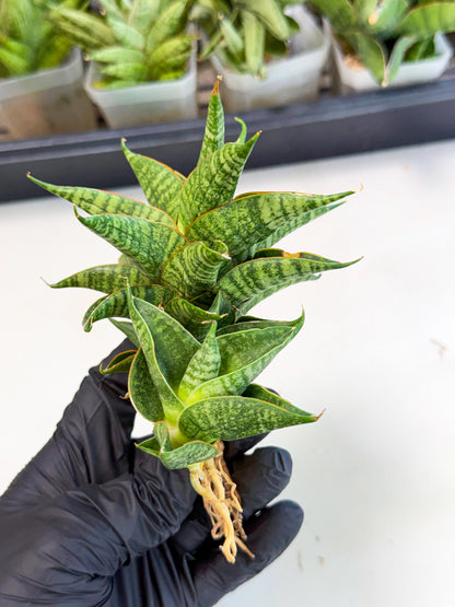 Sansevieria Sindoro (ca1) (14) | Imported House Plants