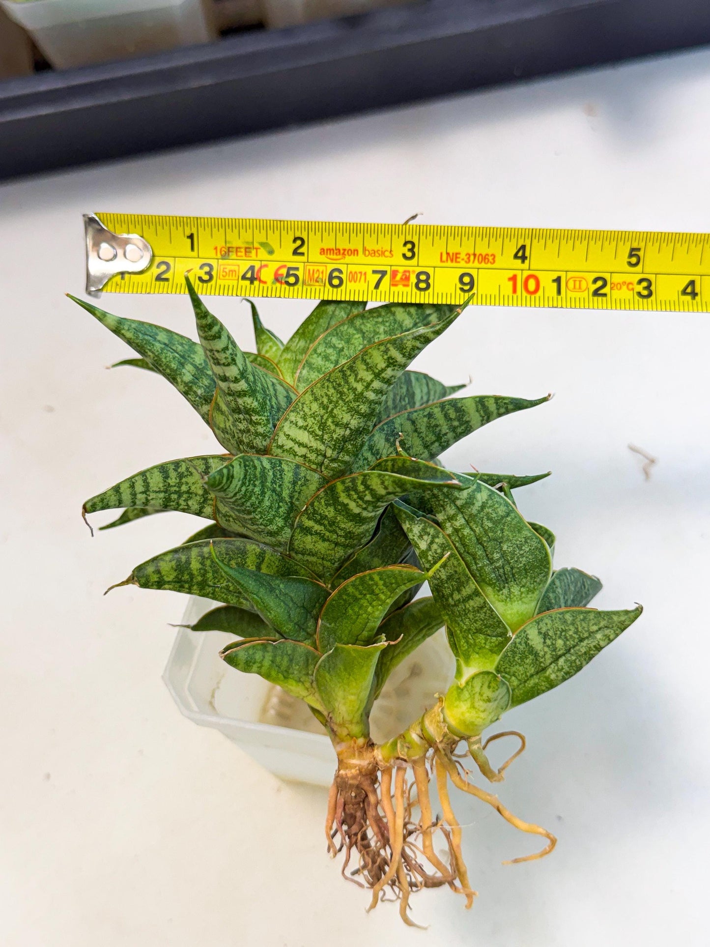 Sansevieria Sindoro (ca1) (14) | Imported House Plants