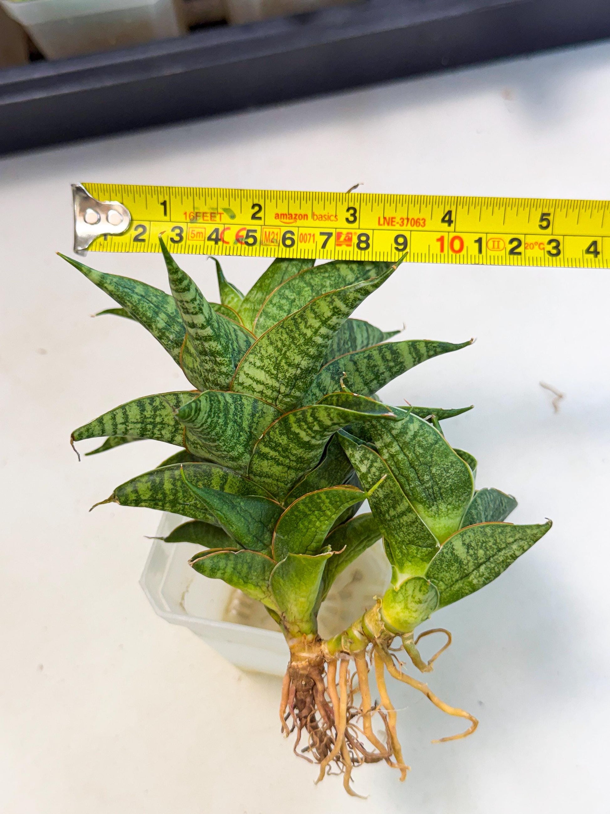 Sansevieria Sindoro (ca1) (14) | Imported House Plants