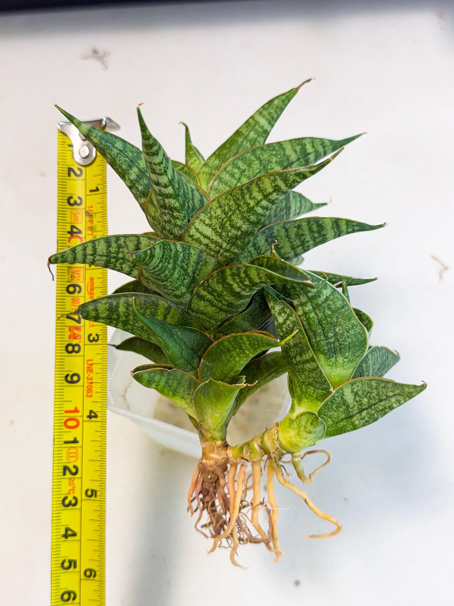 Sansevieria Sindoro (ca1) (14) | Imported House Plants