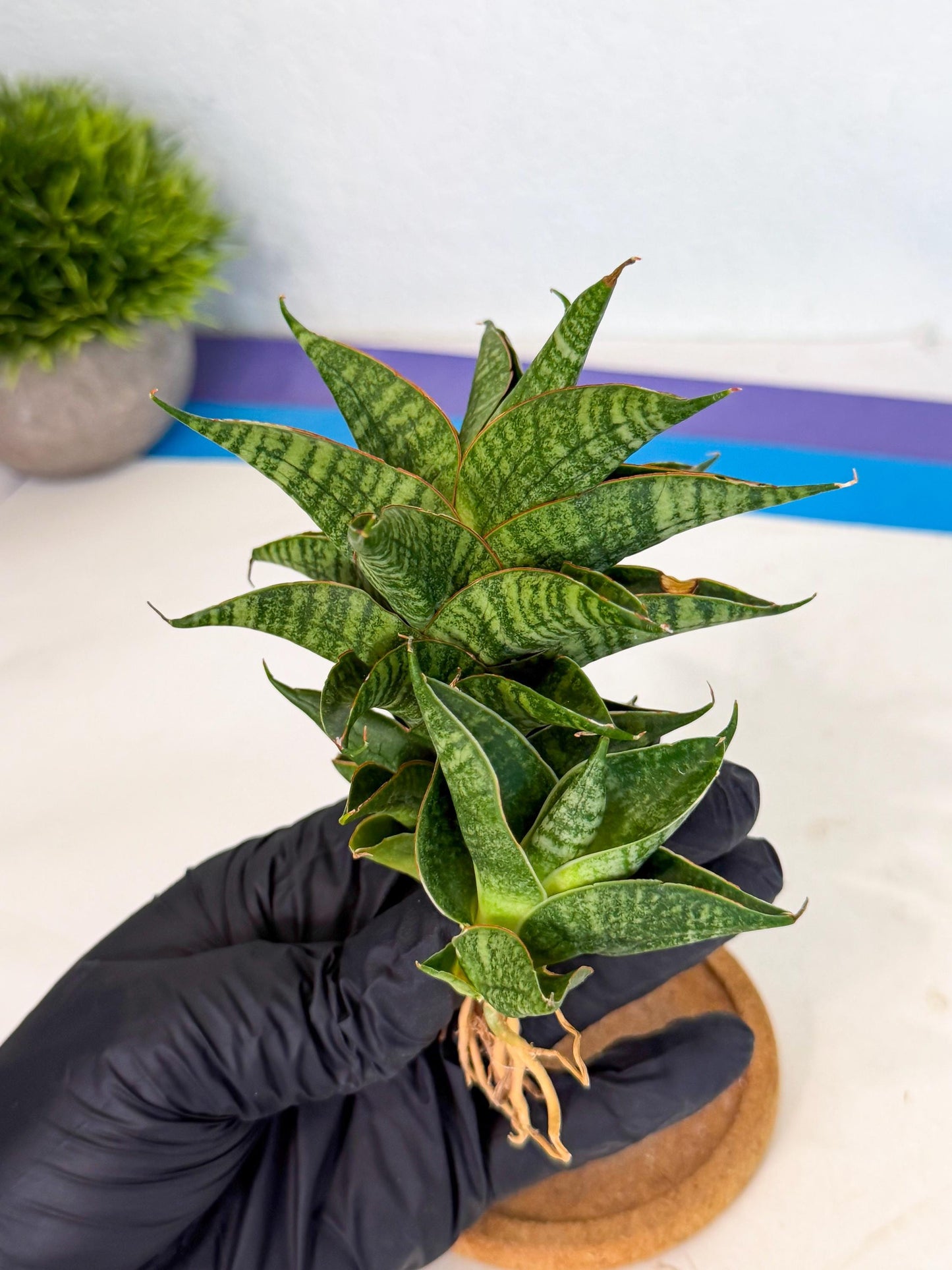 Sansevieria Sindoro (ca1) (14) | Imported House Plants