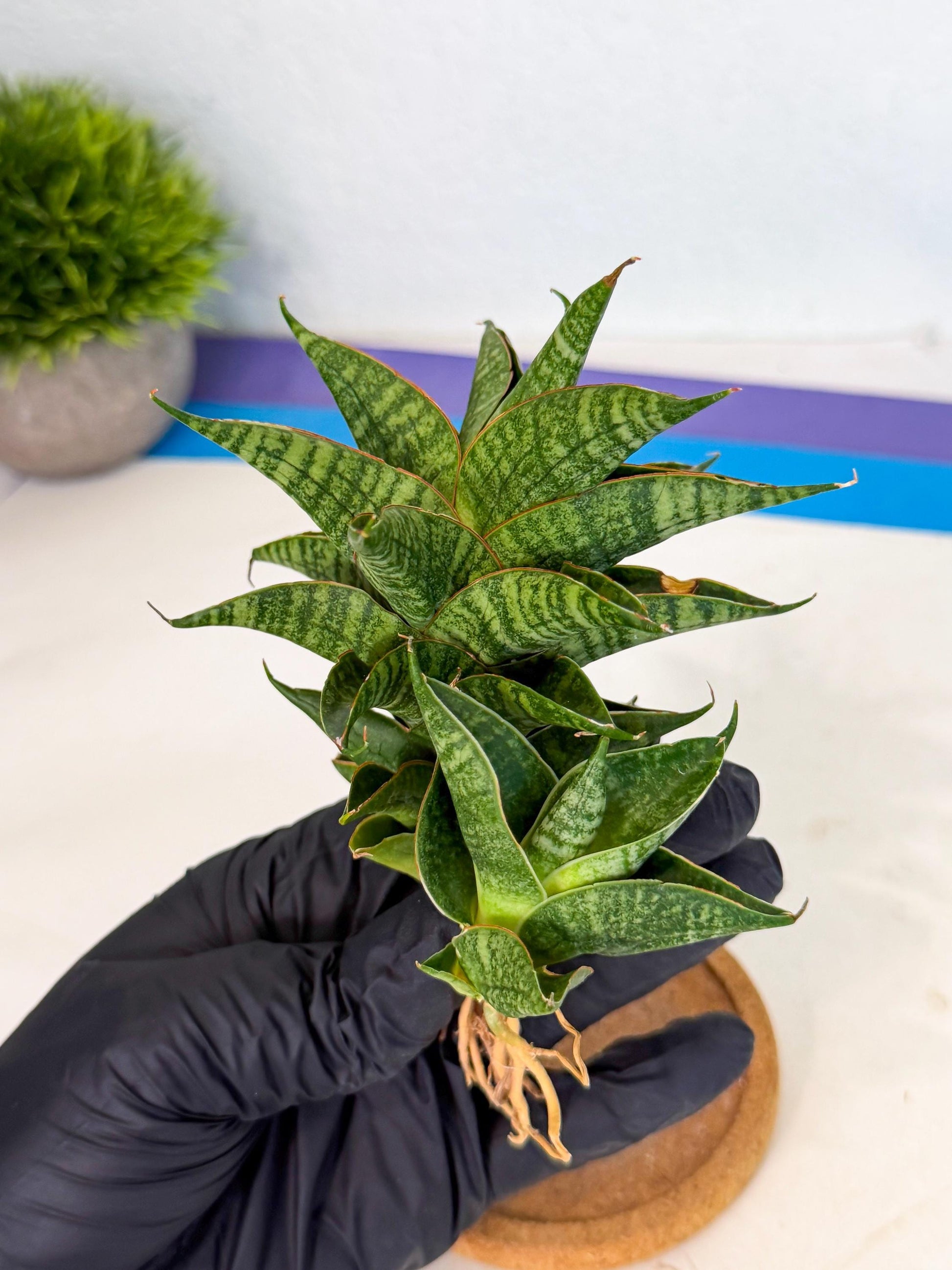 Sansevieria Sindoro (ca1) (14) | Imported House Plants