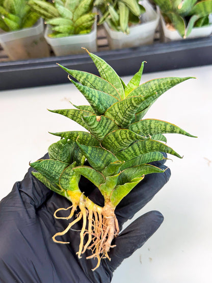 Sansevieria Sindoro (ca1) (14) | Imported House Plants