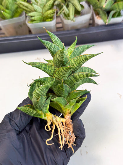 Sansevieria Sindoro (ca1) (14) | Imported House Plants