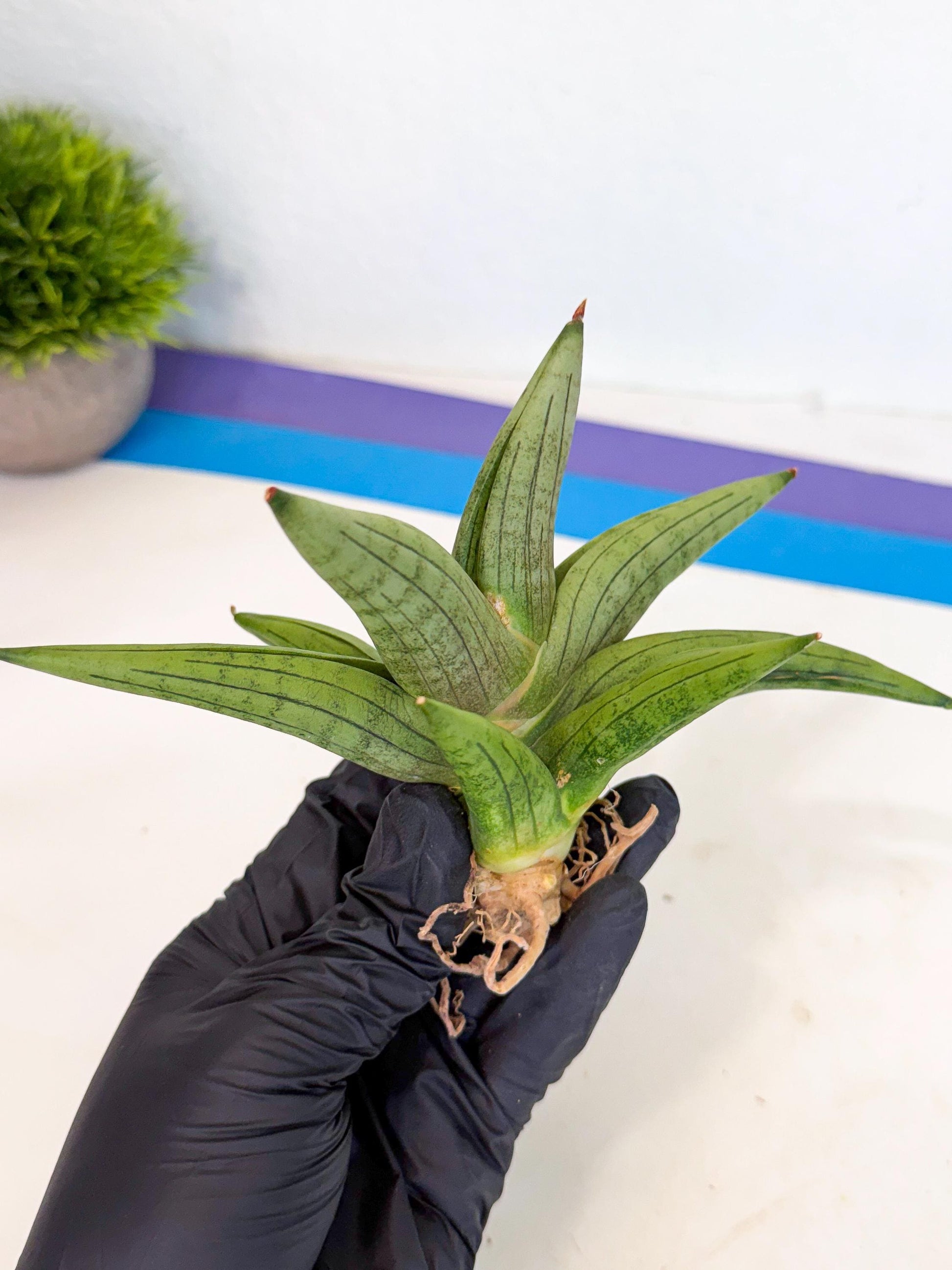 Sansevieria Supper Chubby (ca2) (p) | Rare House Plant