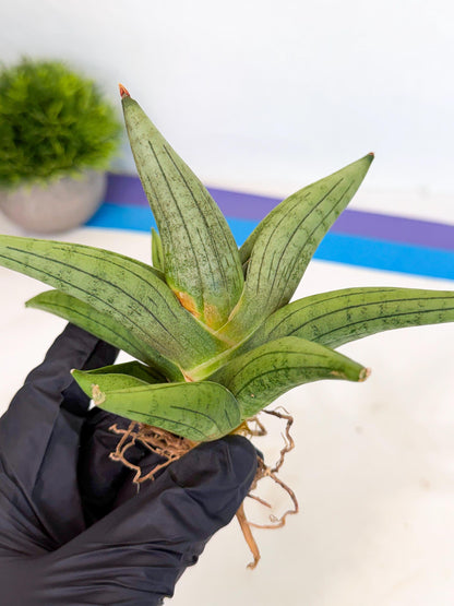 Sansevieria Supper Chubby (ca2) (p) | Rare House Plant