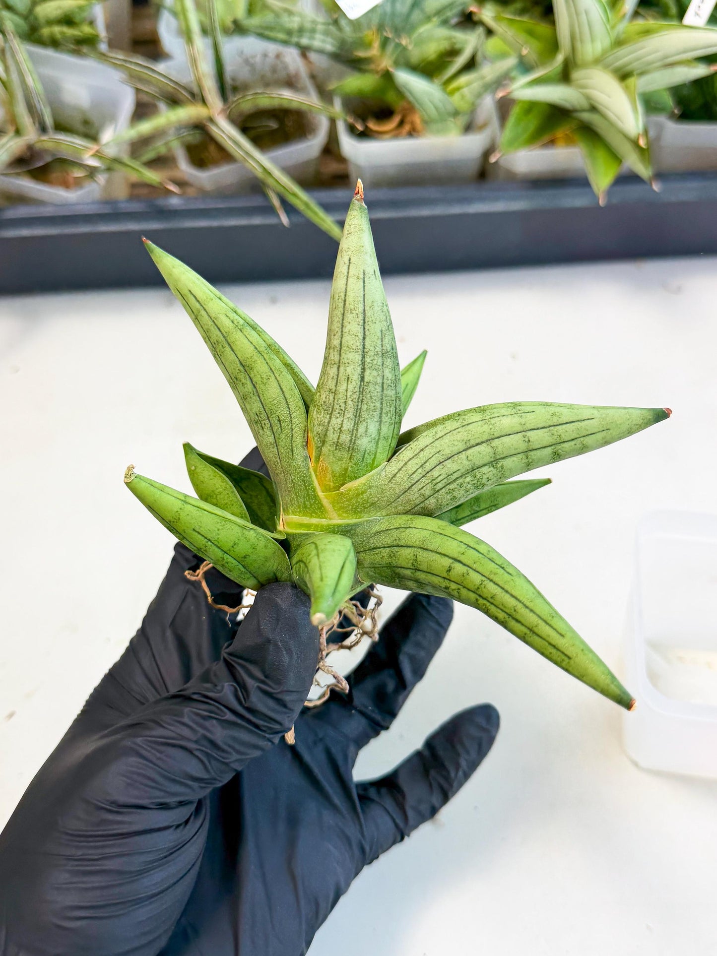 Sansevieria Supper Chubby (ca2) (p) | Rare House Plant