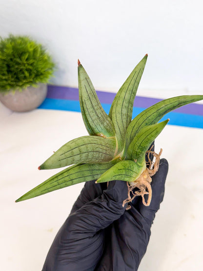 Sansevieria Supper Chubby (ca2) (p) | Rare House Plant