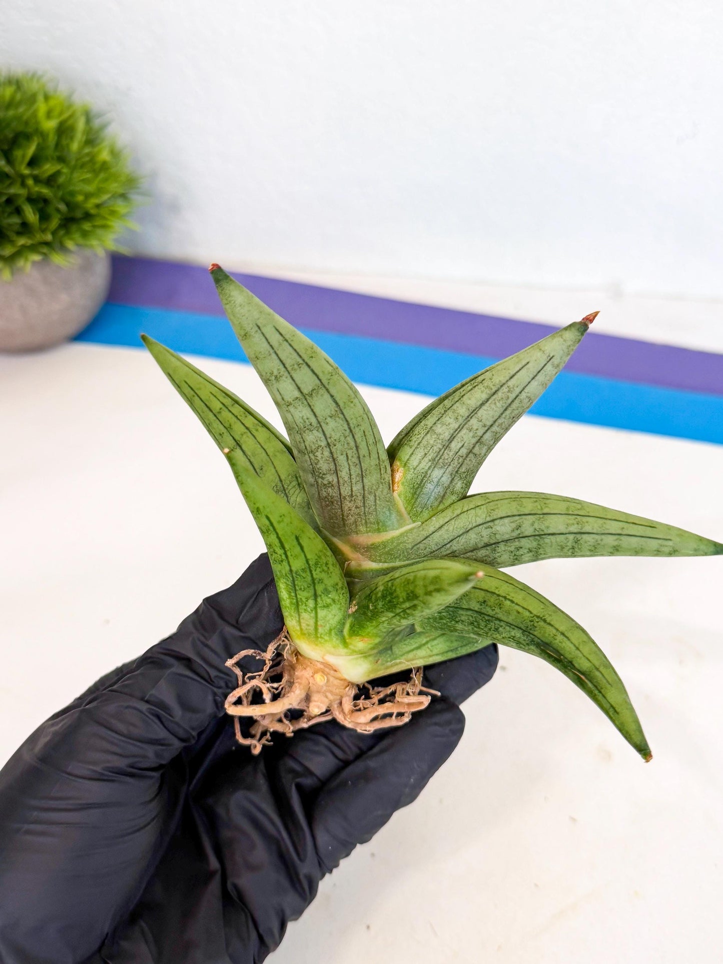 Sansevieria Supper Chubby (ca2) (p) | Rare House Plant