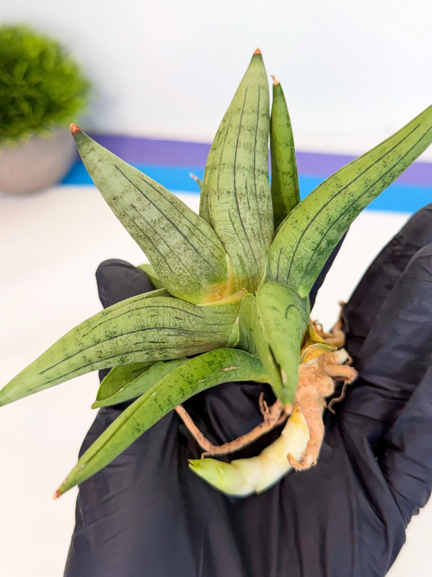 Sansevieria Supper Chubby (ca2) (y) | Rare House Plant