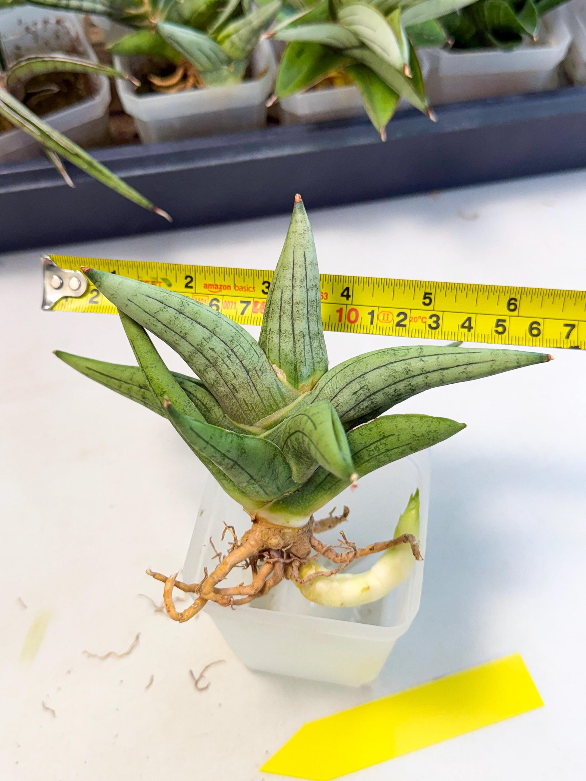 Sansevieria Supper Chubby (ca2) (y) | Rare House Plant