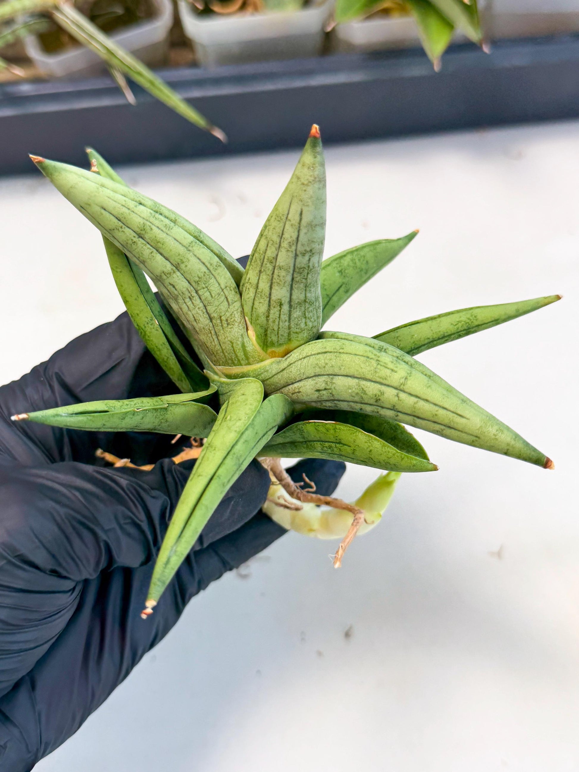 Sansevieria Supper Chubby (ca2) (y) | Rare House Plant