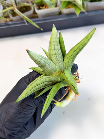 Sansevieria Supper Chubby (ca2) (y) | Rare House Plant