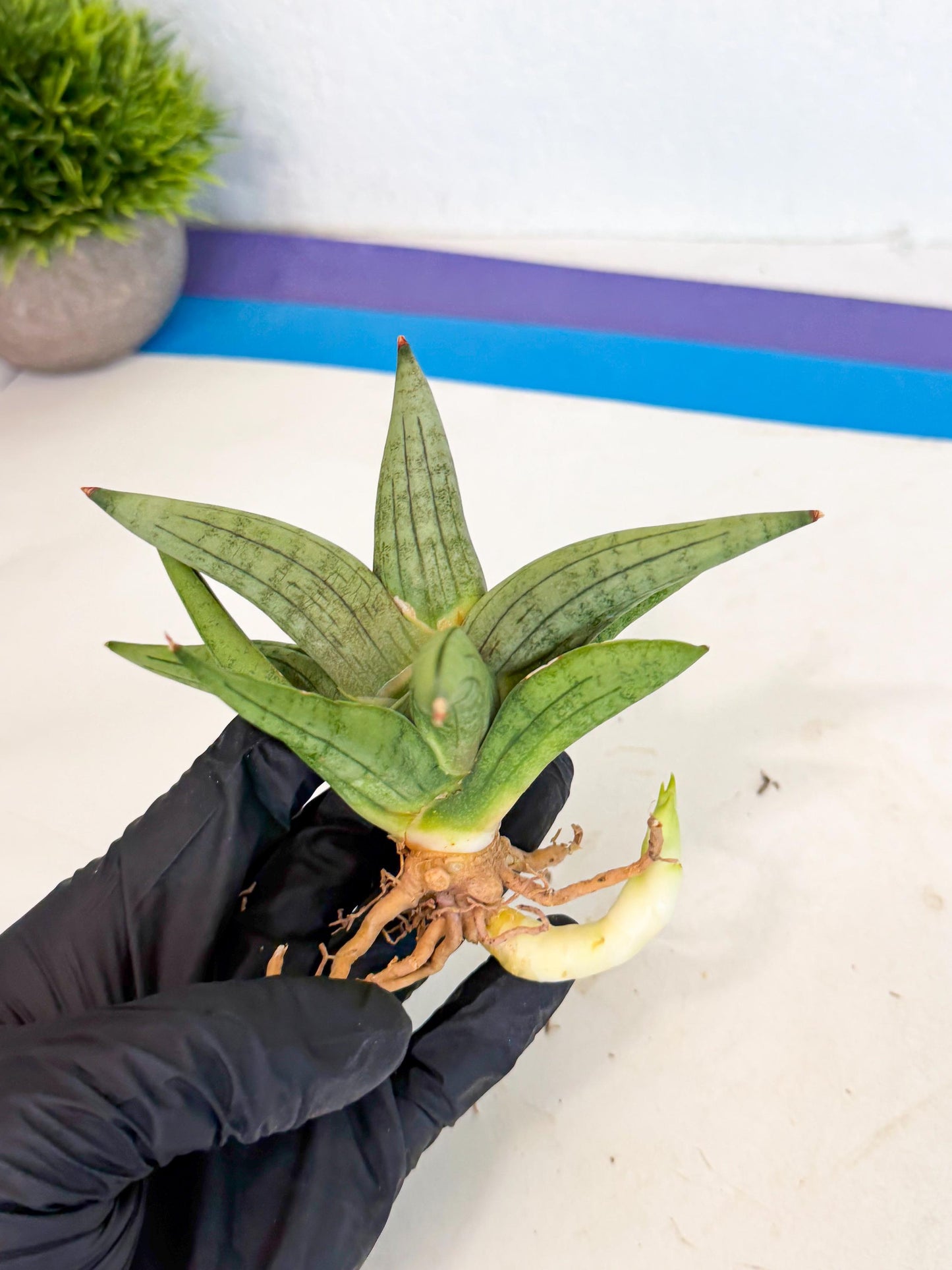 Sansevieria Supper Chubby (ca2) (y) | Rare House Plant