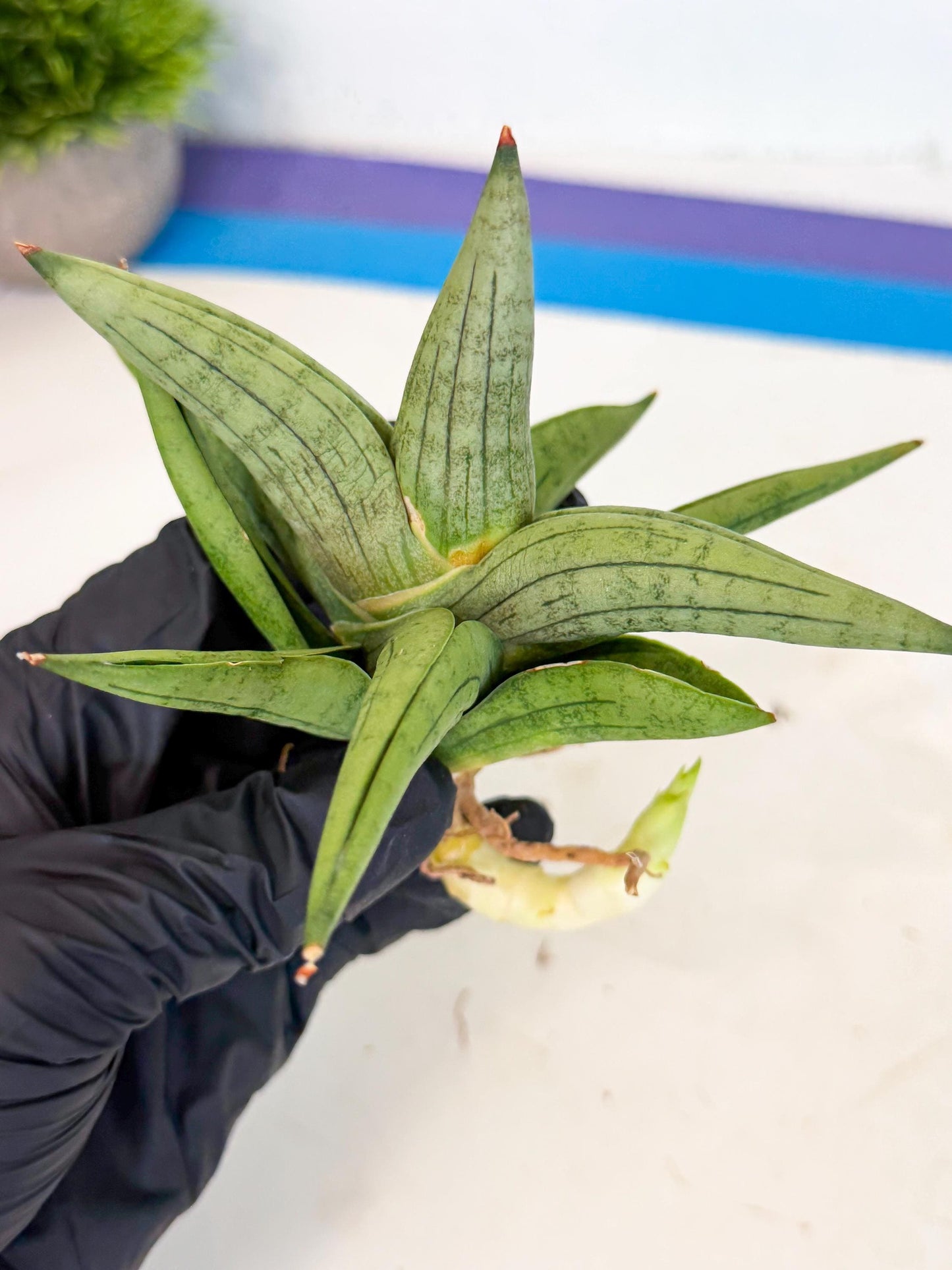 Sansevieria Supper Chubby (ca2) (y) | Rare House Plant