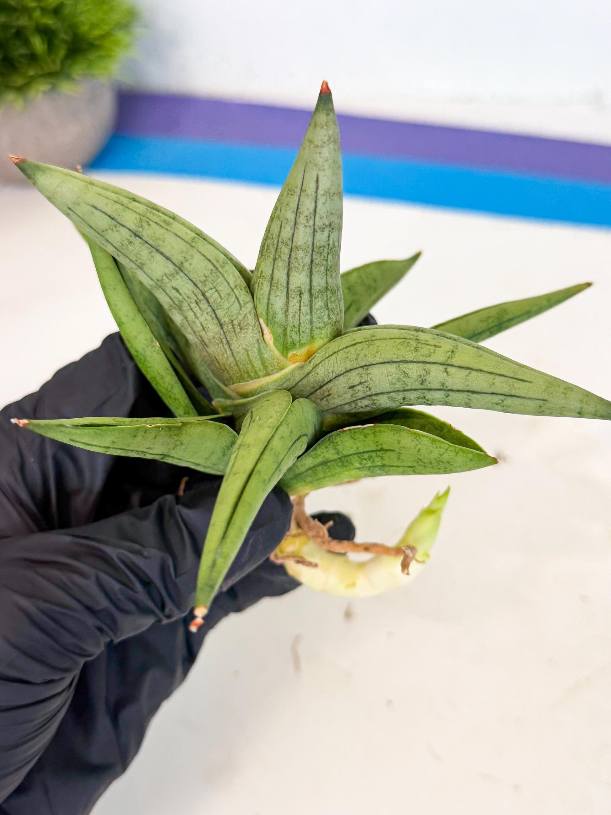 Sansevieria Supper Chubby (ca2) (y) | Rare House Plant
