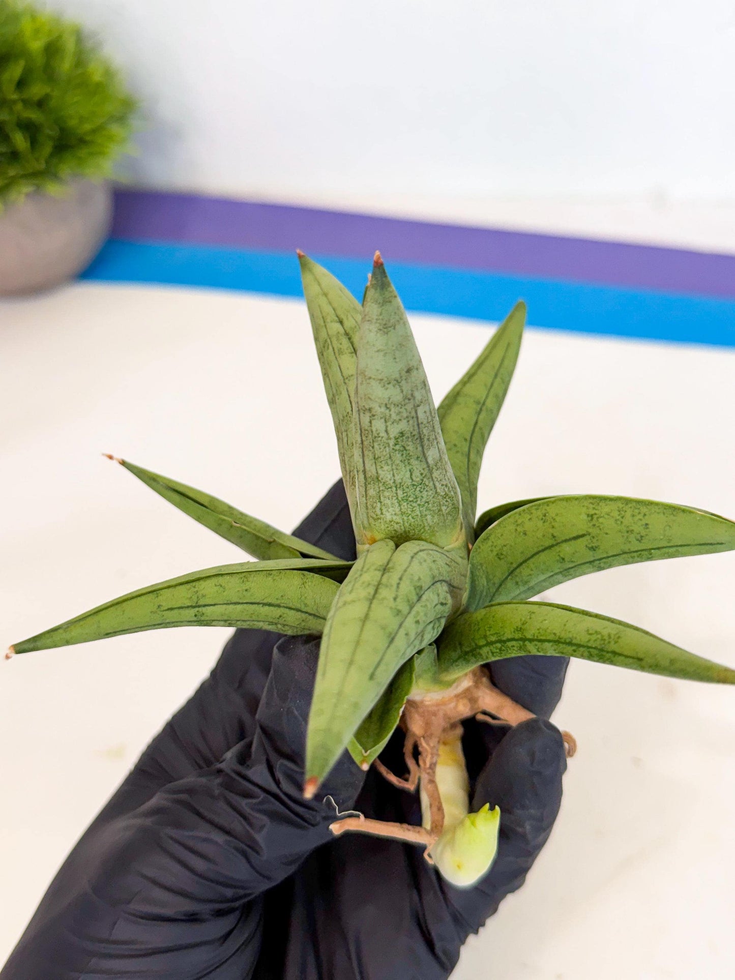 Sansevieria Supper Chubby (ca2) (y) | Rare House Plant