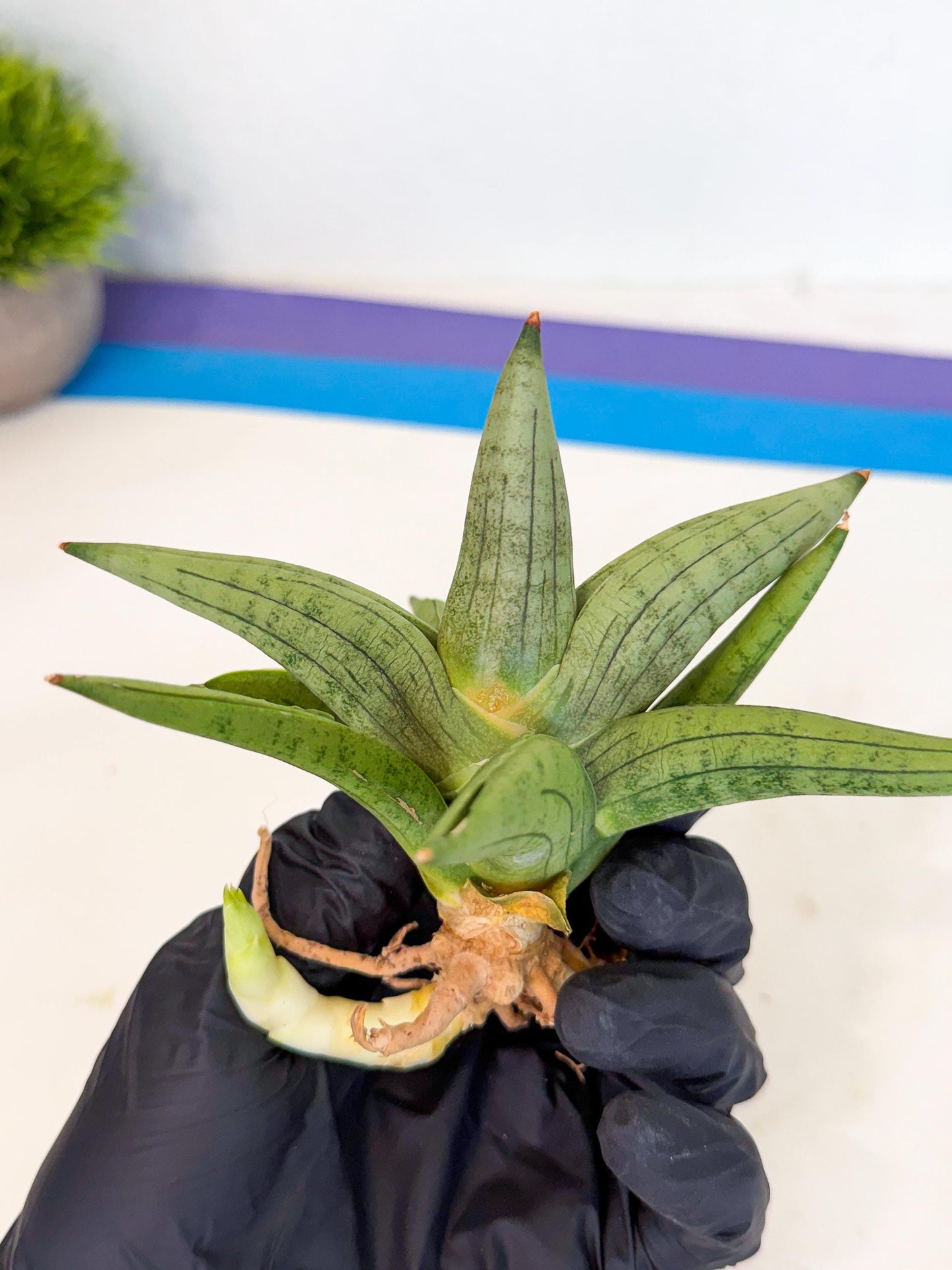 Sansevieria Supper Chubby (ca2) (y) | Rare House Plant
