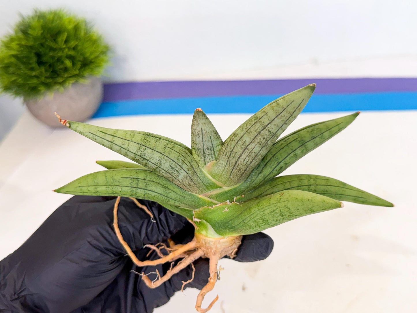 Sansevieria Supper Chubby (ca2) (b) | Rare House Plant