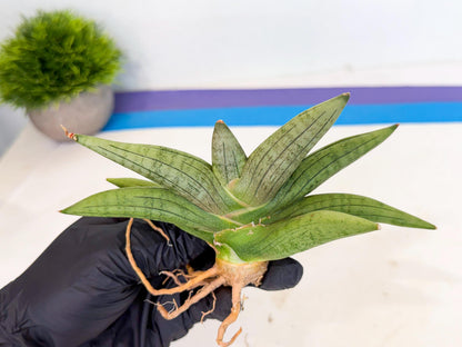 Sansevieria Supper Chubby (ca2) (b) | Rare House Plant