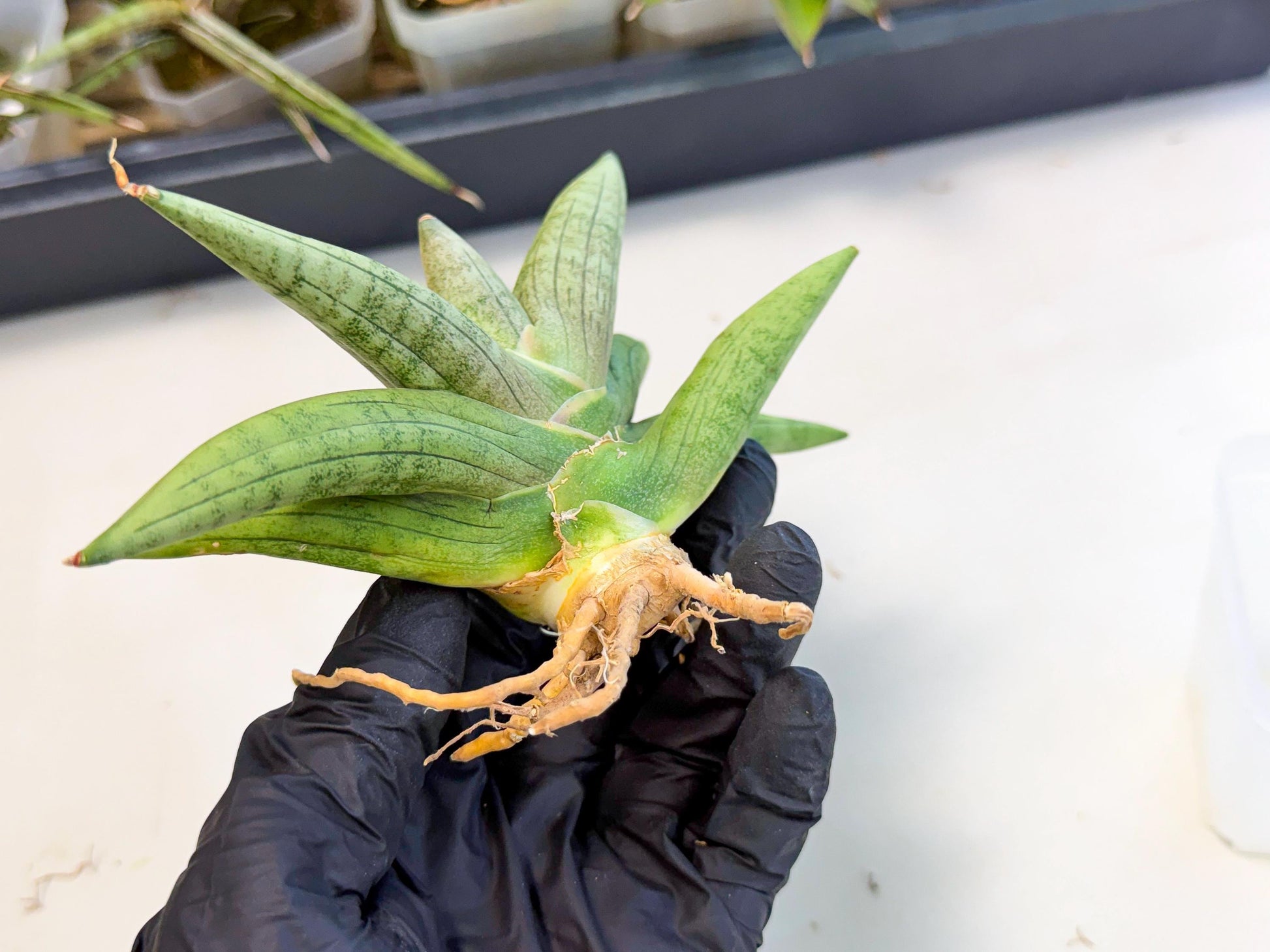 Sansevieria Supper Chubby (ca2) (b) | Rare House Plant
