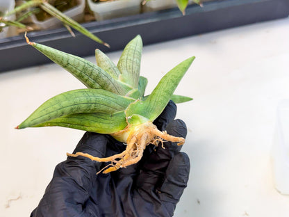 Sansevieria Supper Chubby (ca2) (b) | Rare House Plant