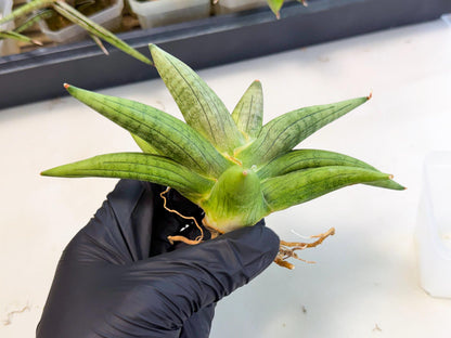 Sansevieria Supper Chubby (ca2) (b) | Rare House Plant