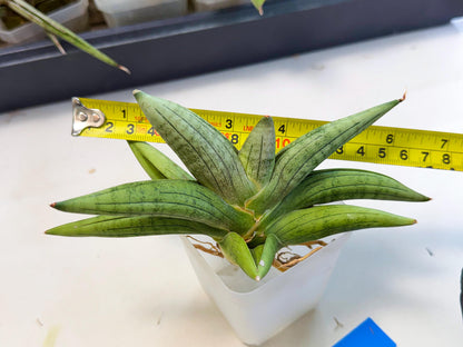 Sansevieria Supper Chubby (ca2) (b) | Rare House Plant
