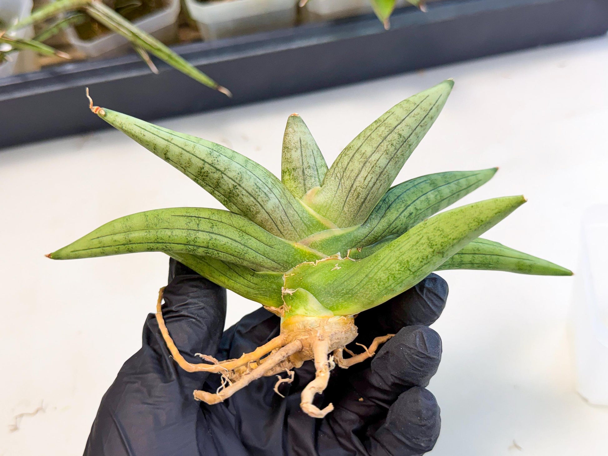 Sansevieria Supper Chubby (ca2) (b) | Rare House Plant