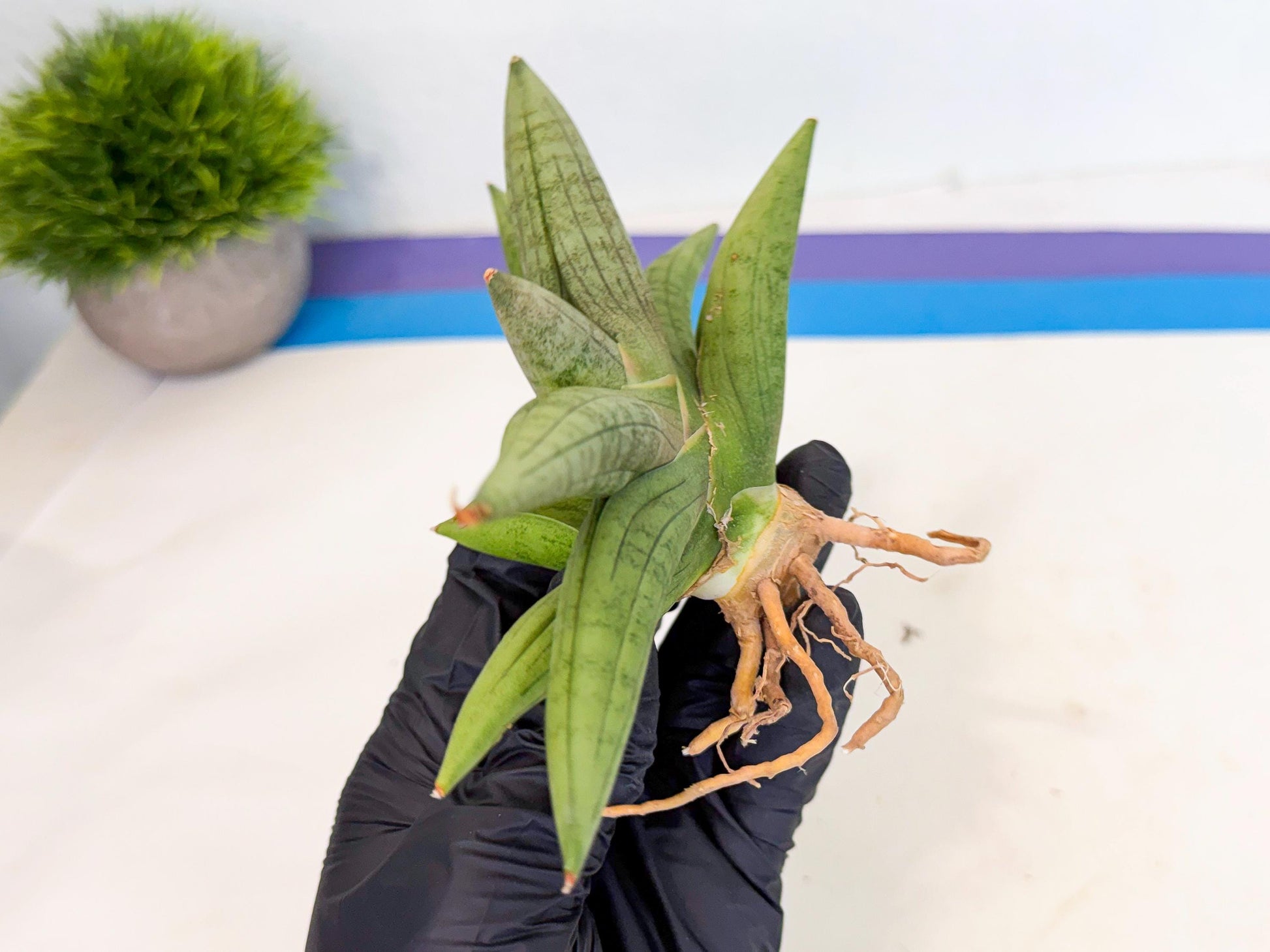 Sansevieria Supper Chubby (ca2) (b) | Rare House Plant