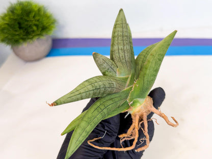 Sansevieria Supper Chubby (ca2) (b) | Rare House Plant