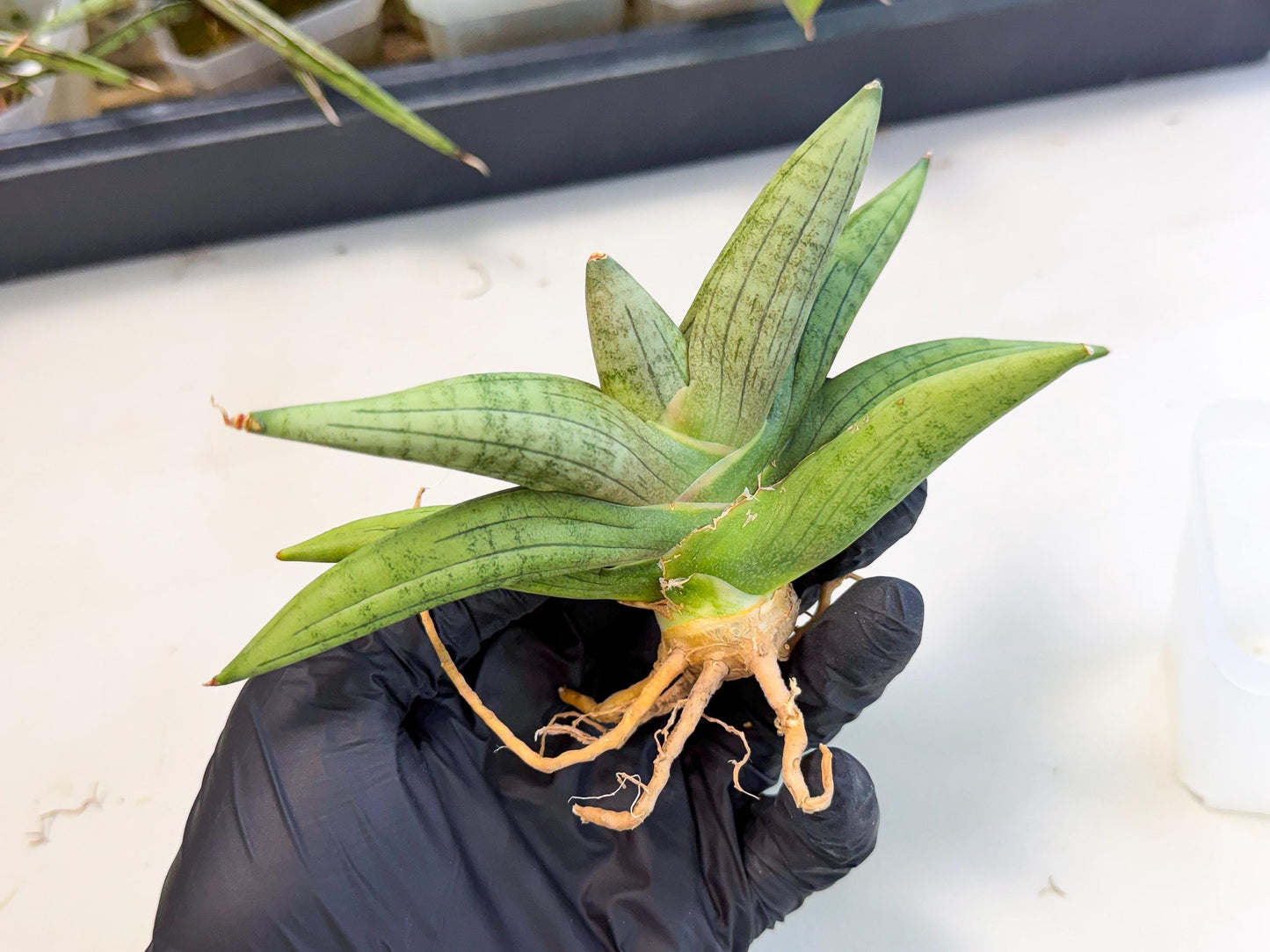 Sansevieria Supper Chubby (ca2) (b) | Rare House Plant