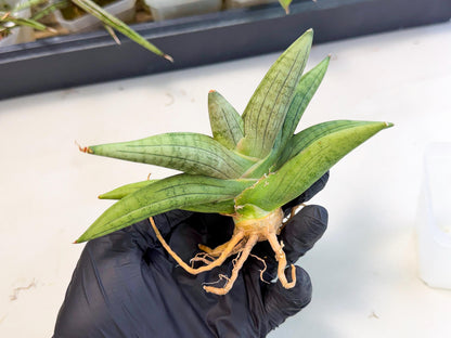 Sansevieria Supper Chubby (ca2) (b) | Rare House Plant