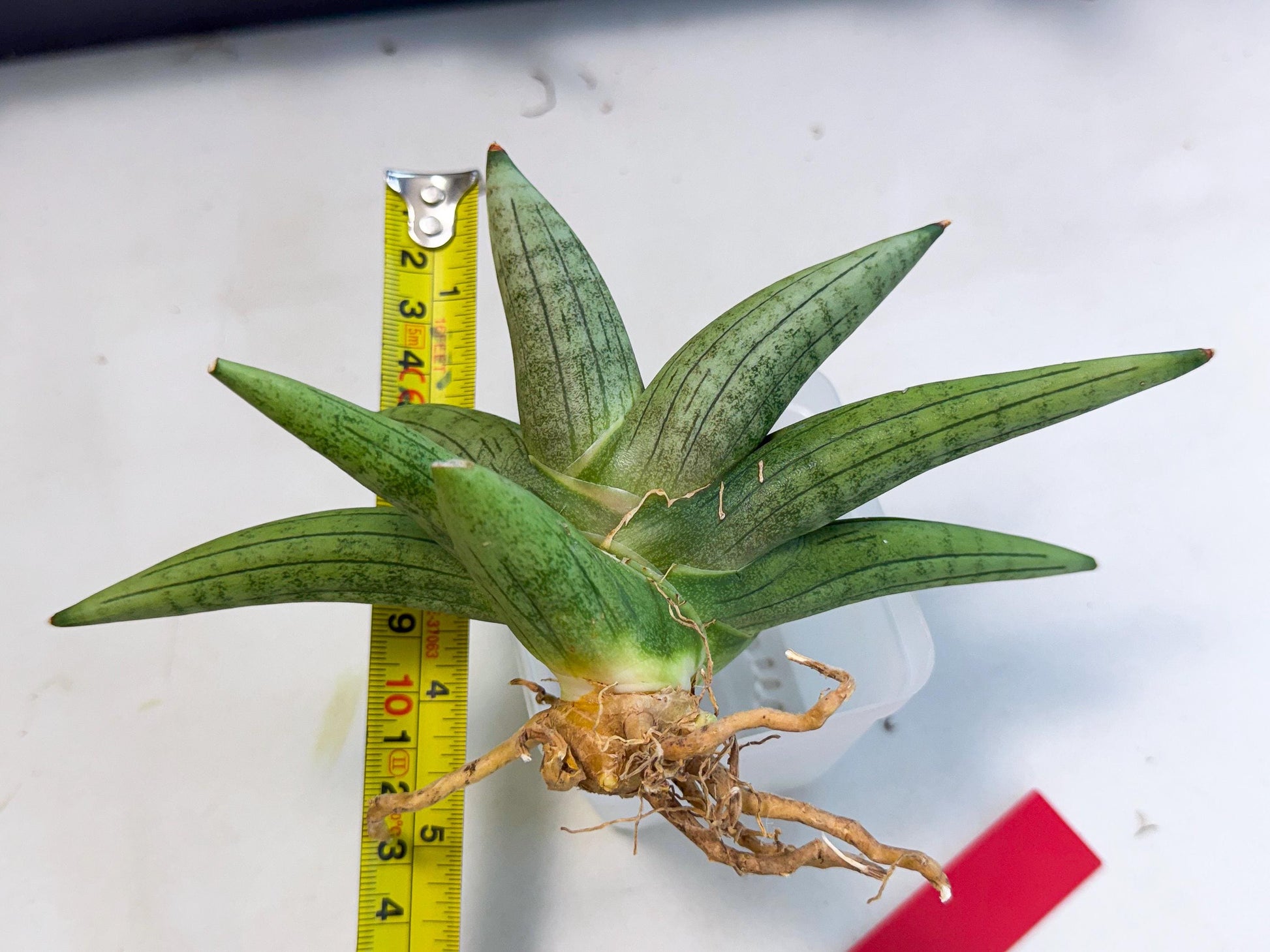 Sansevieria Supper Chubby (ca2) (r) | Sale