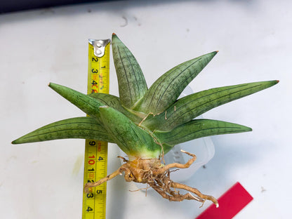 Sansevieria Supper Chubby (ca2) (r) | Sale