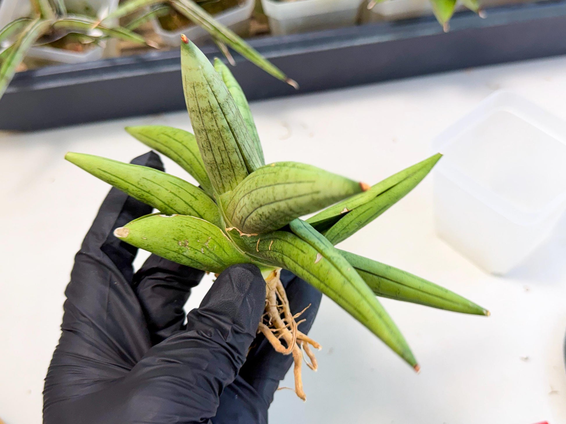 Sansevieria Supper Chubby (ca2) (r) | Sale