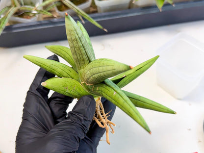Sansevieria Supper Chubby (ca2) (r) | Sale