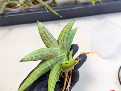 Sansevieria Supper Chubby (ca2) (r) | Sale