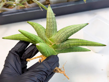 Sansevieria Supper Chubby (ca2) (r) | Sale