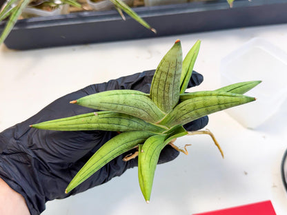 Sansevieria Supper Chubby (ca2) (r) | Sale