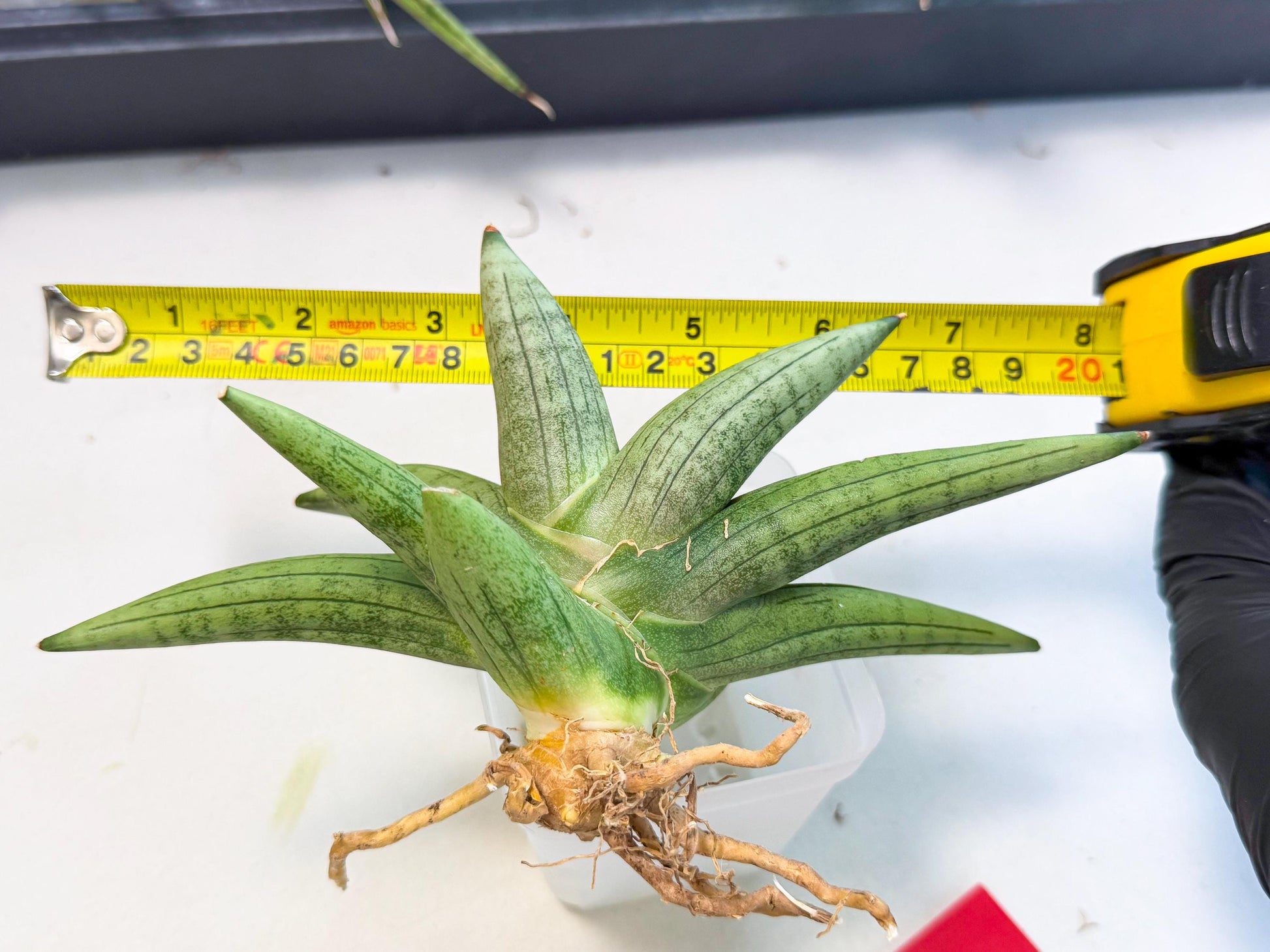 Sansevieria Supper Chubby (ca2) (r) | Sale