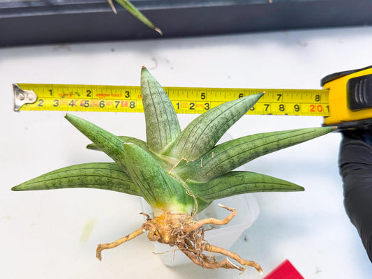 Sansevieria Supper Chubby (ca2) (r) | Sale