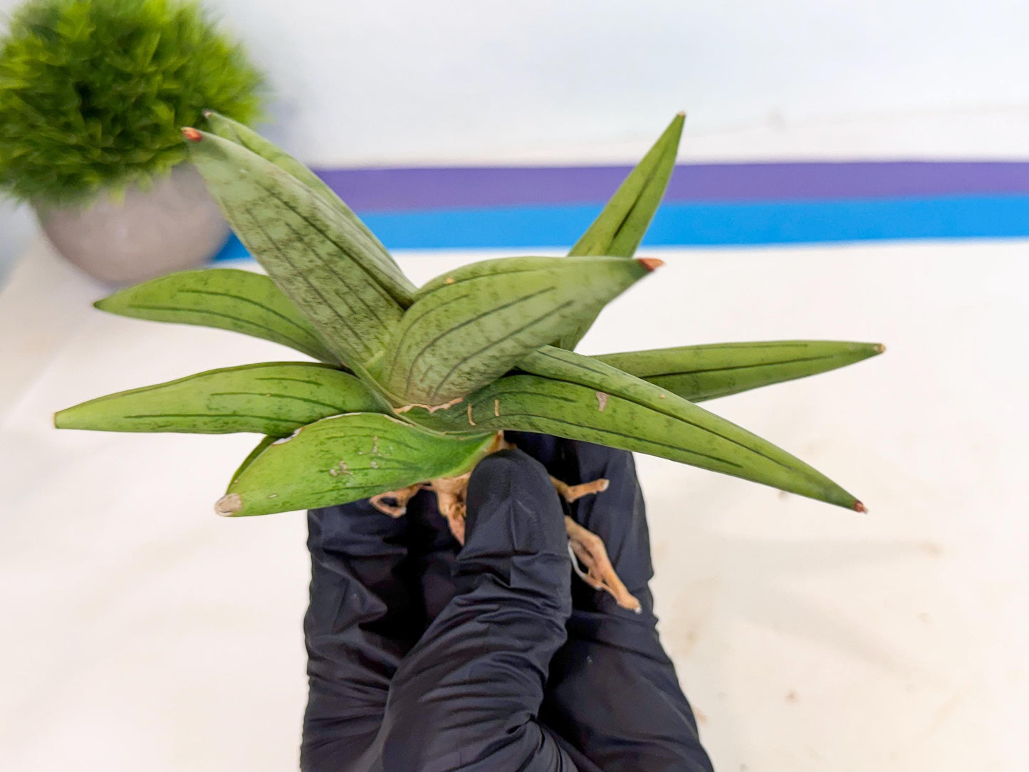 Sansevieria Supper Chubby (ca2) (r) | Sale